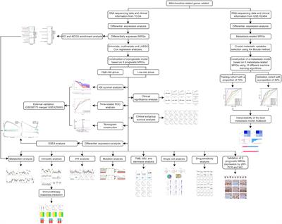 Mitochondrial-related genes as prognostic and metastatic markers in breast cancer: insights from comprehensive analysis and clinical models